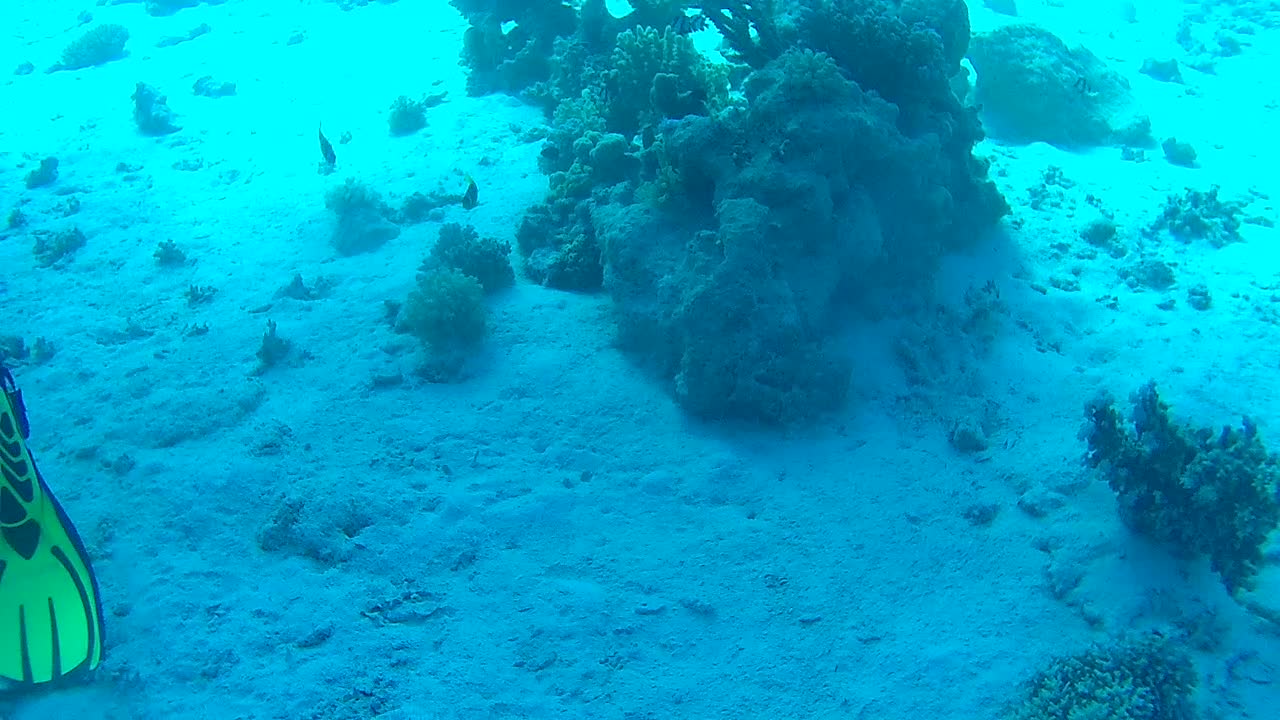 Clownfish close up
