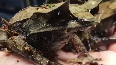 Camo Keks