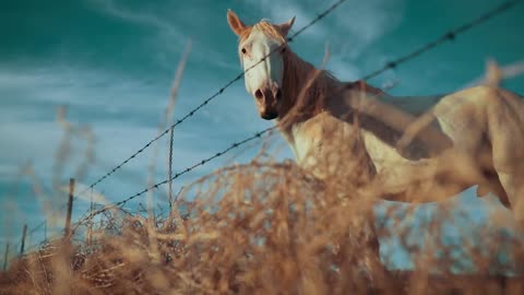 White horse