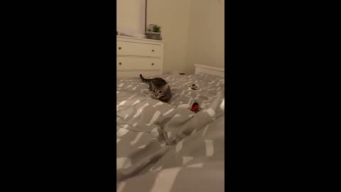Funny animals reactions