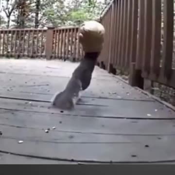 Even the Squirrels goes nuts for Trump. 🐿️🐿️🐿️