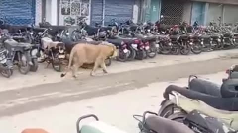 Lion on Roads karachi