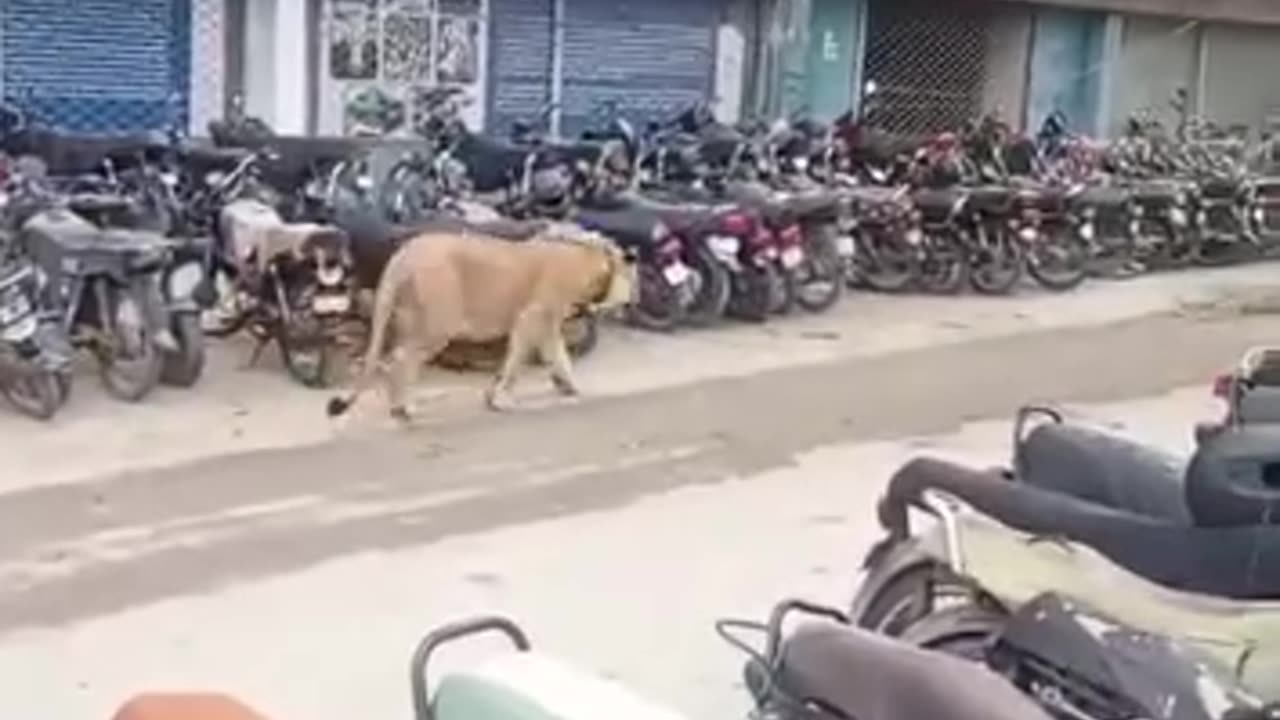 Lion on Roads karachi