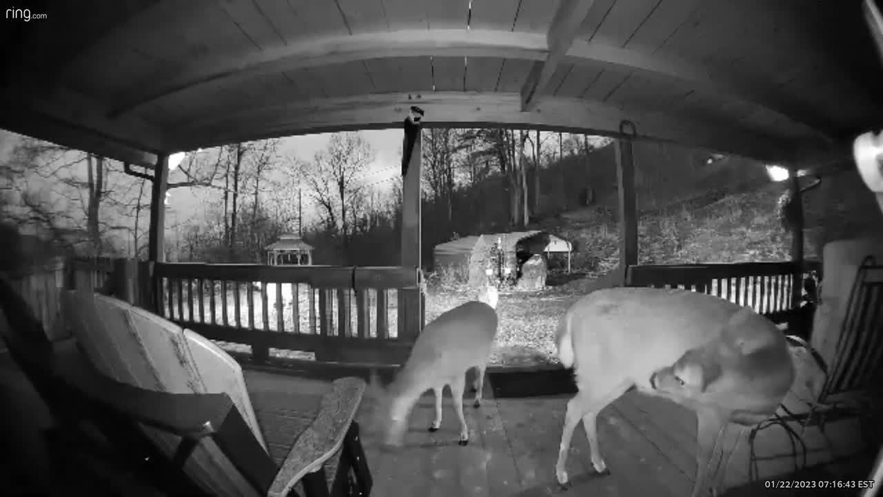 Deer🦌NW NC at The Treehouse🌳 Lady spends an hour on her porch waiting for the rain to stop #ringtv