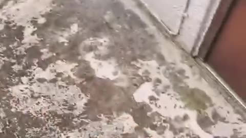 funny animal video