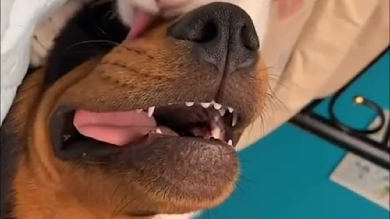 From childhood to adulthood, what habits of your fur kid have never changed