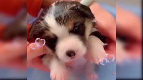 Cute baby dog funny ll Cute baby Funny ll Animals