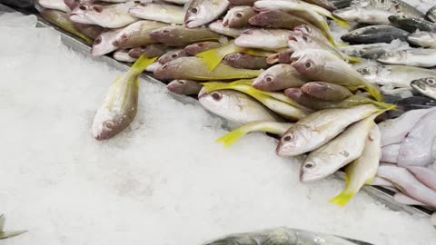 World biggest Fish market in Dubai