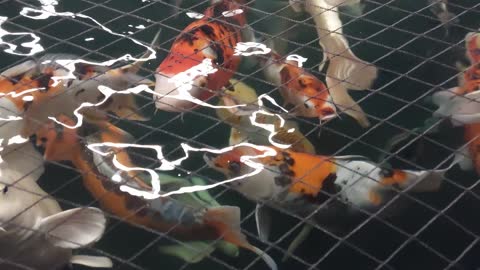 KOI CARP