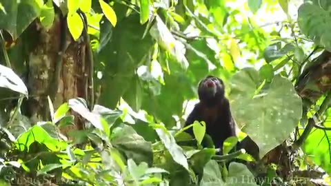 ANIMALS OF AMAZON 4K