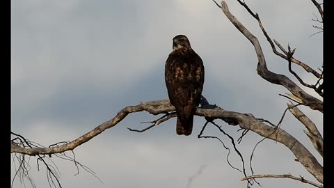 Red-Tailed Hawk