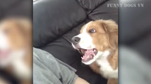 Funniest Animals Video - Funny Dogs And Cats - Try Not To Laugh Animals 2023 Part 3