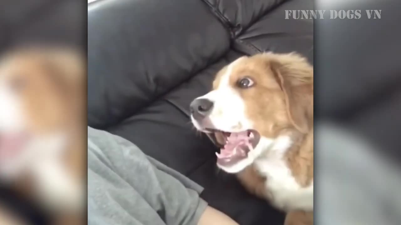 Funniest Animals Video - Funny Dogs And Cats - Try Not To Laugh Animals 2023 Part 3