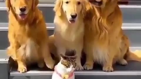 Say Cheese