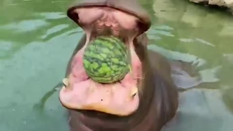A hippopotamus
