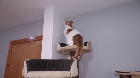 Cat Chases His Own Tail (2)