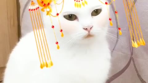 cat so cut