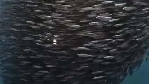 Embrace Inclusivity #shorts #shortsvideo #video #viral