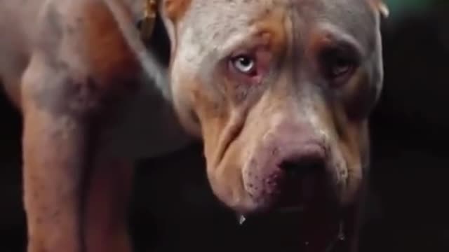 Exploding muscle pit bull love
