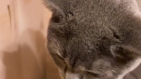 Cute and funny cat video.