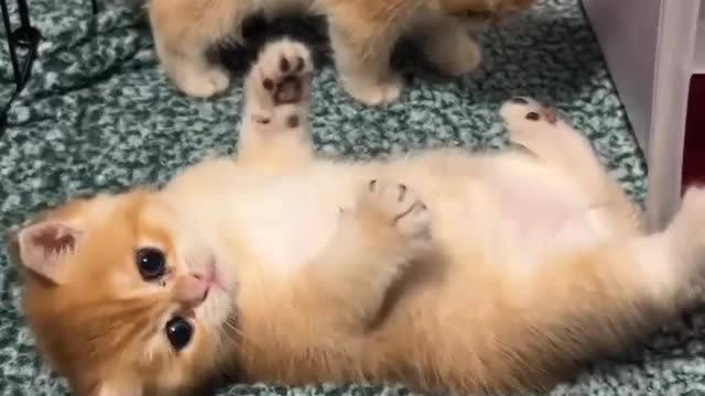 Cute and Funny Cat Videos to Keep You Smiling! 🐱