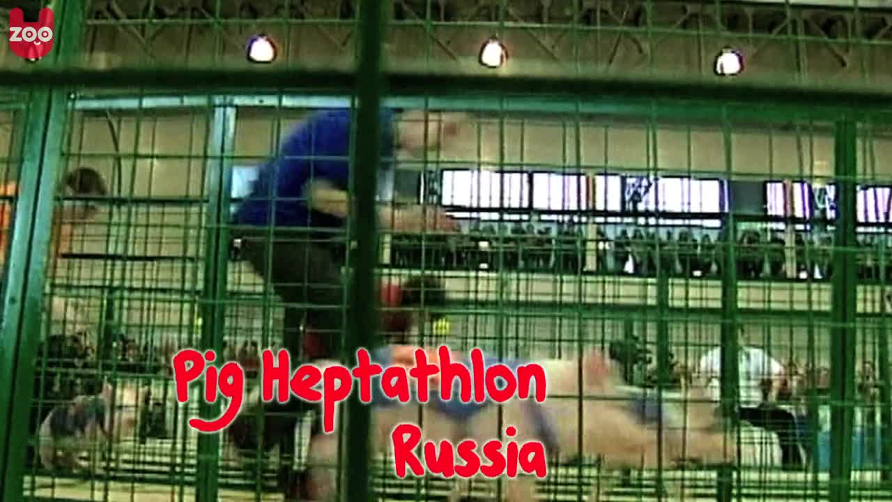 Animal Olympians