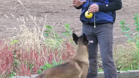 Teach your dog through progressively harder situations inste