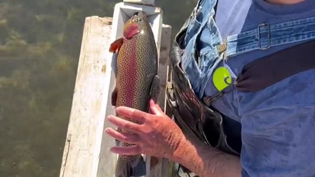 Condition factor for fish!