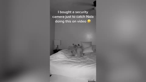 Funny Cats And Dogs Videos 🐱🐶 Funniest Animals - Videos of Funny Animals ZZZ