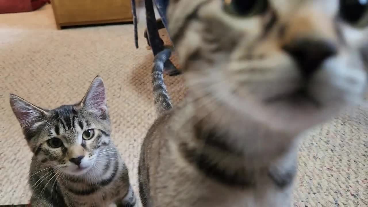 Getting attacked by three purring kittens