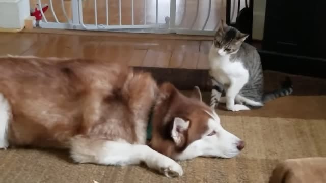 Husky gets cat