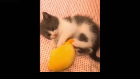Dogs and Cats, Baby Pets Funny Videos