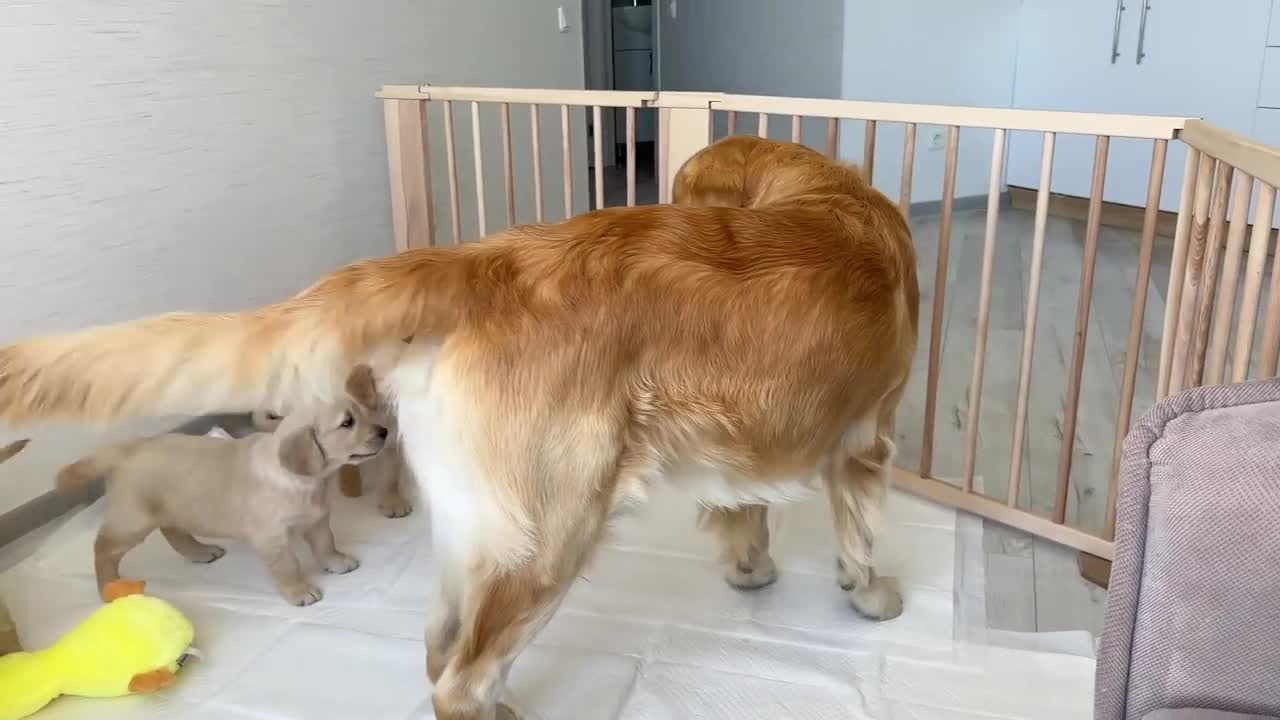 Golden Retriever Confused by Meeting a Baby Kitten