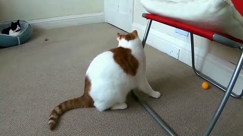 Cat Playing With Toys