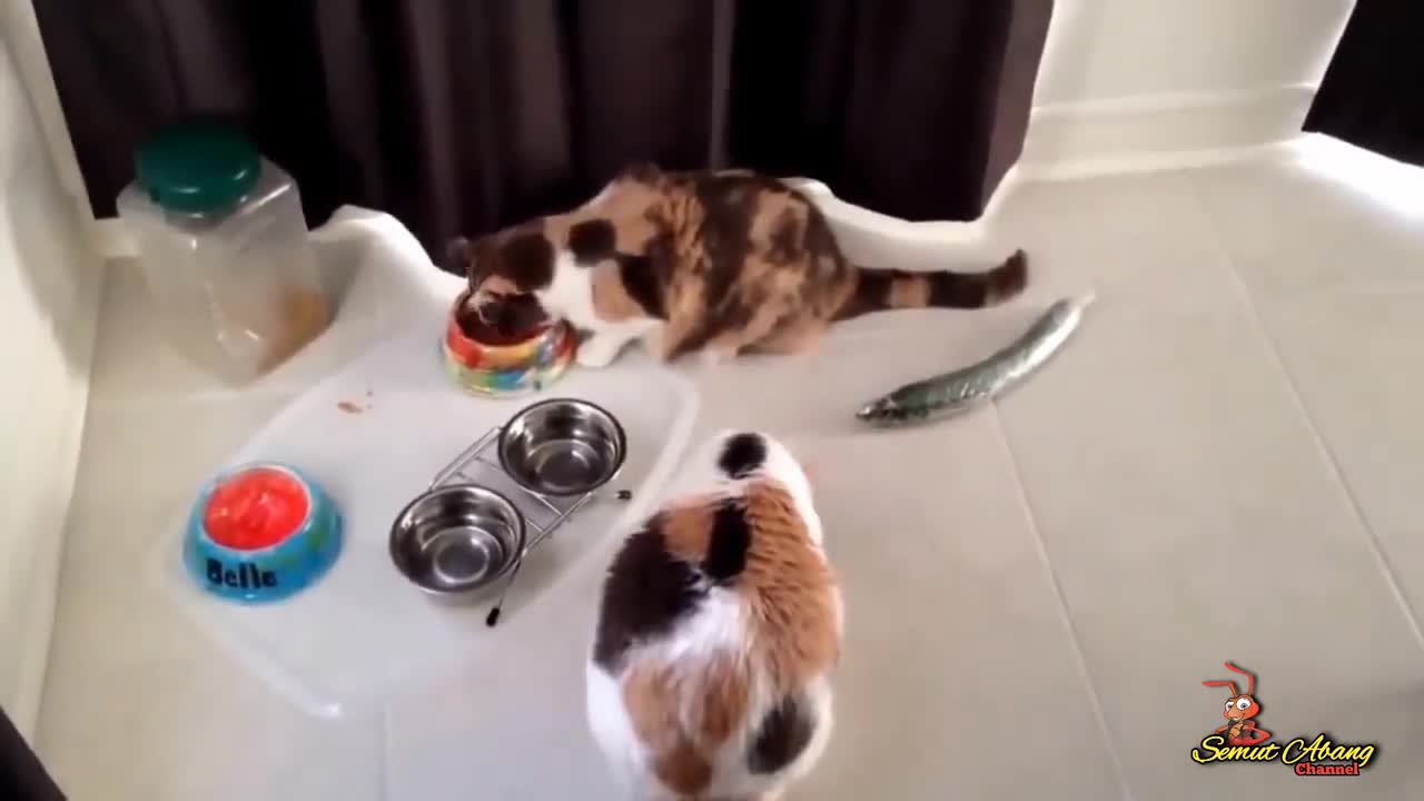 So funny Cat vs Cucumber