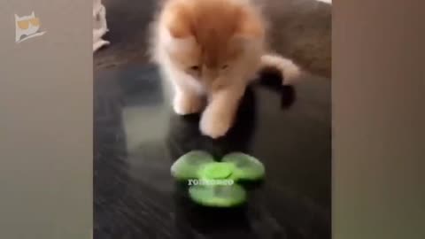 Funny kitty Playing