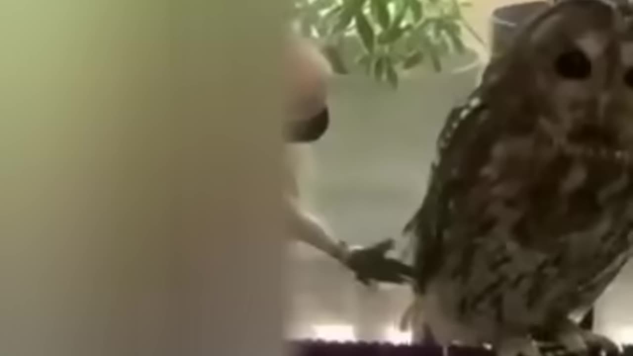 BEST AND FUNNY VIDEOS