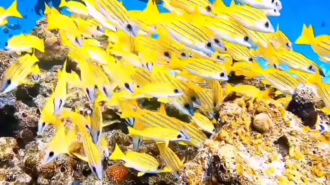 #sealife