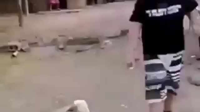 Fun funny goat dance