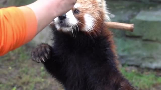 red pandas