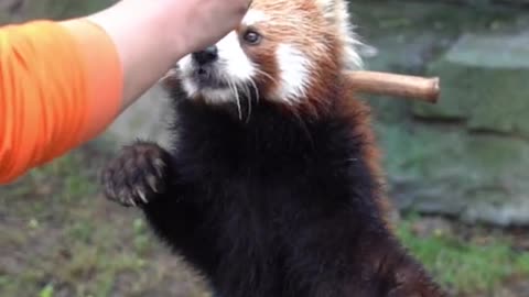 red pandas