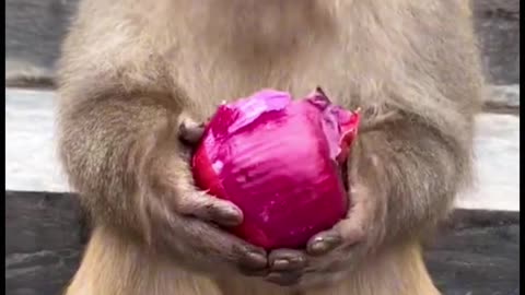 Funny and naughty monkey eat onion