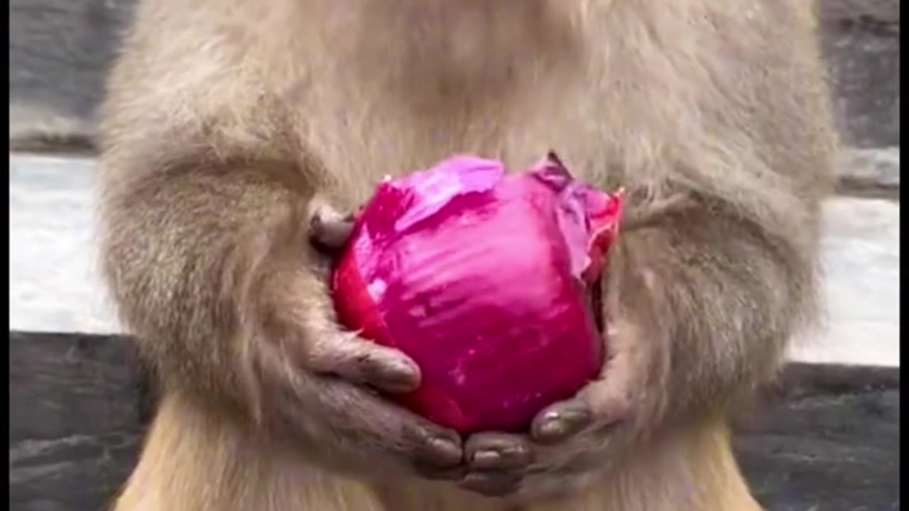 Funny and naughty monkey eat onion