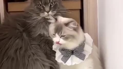 Romantic cat #funnycatanimal