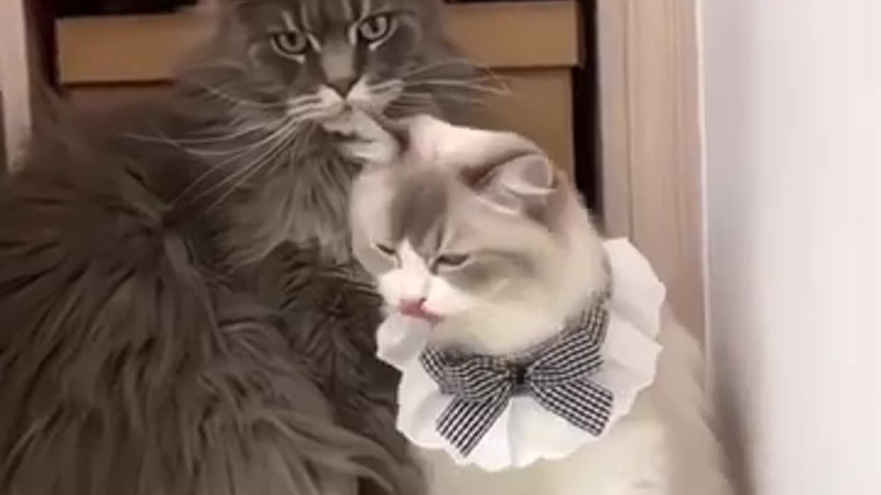 Romantic cat #funnycatanimal