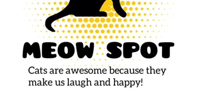 FUNNY CAT VIDEOS THAT WILL MAKE YOU LOVE CATS EVEN MORE!