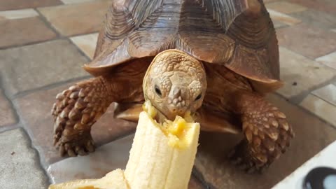 Sulcata Tortoise Eating Banana (Sulaiman) - Hand Feeding-16