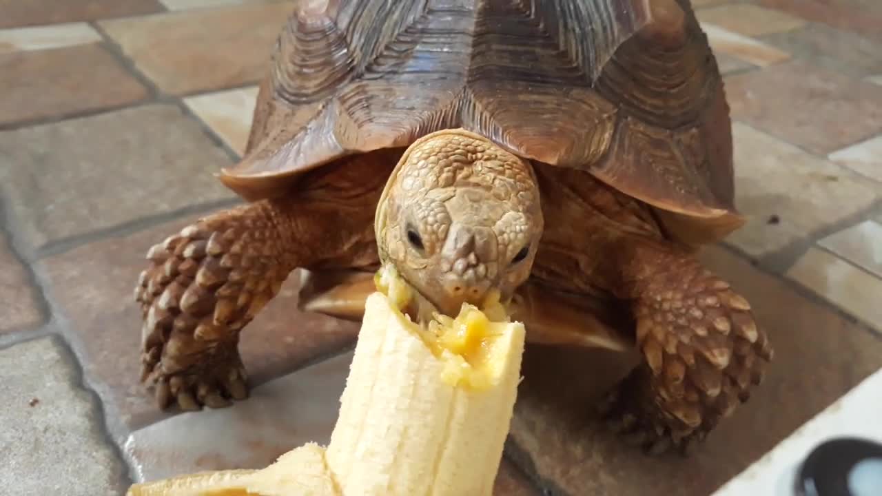 Sulcata Tortoise Eating Banana (Sulaiman) - Hand Feeding-16
