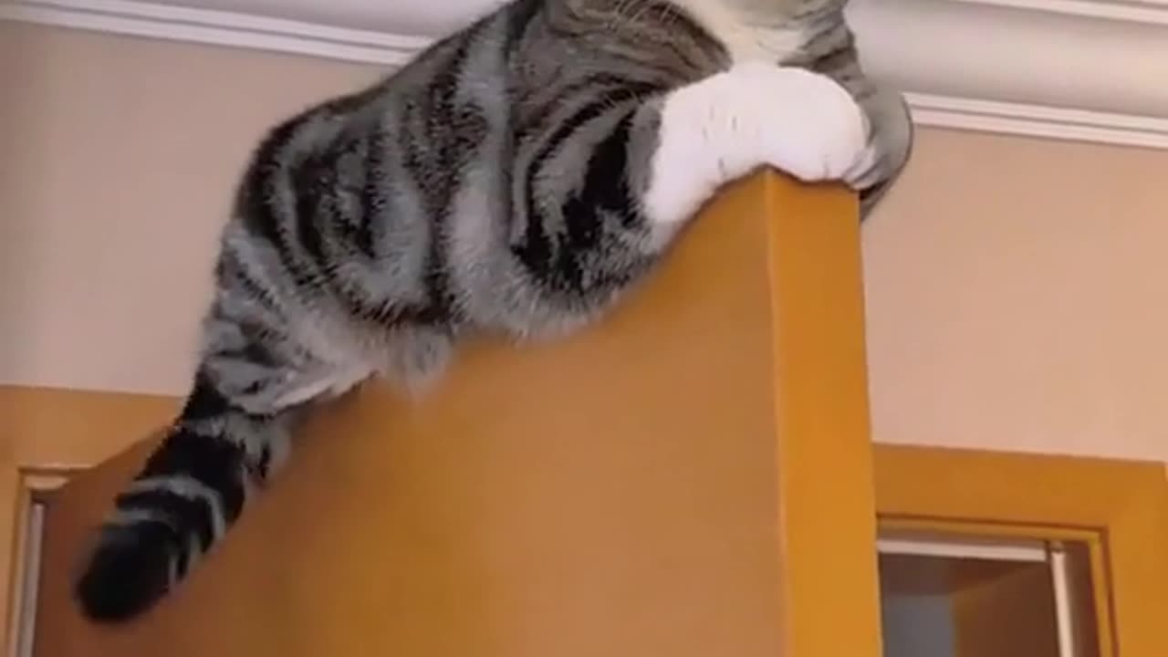 Funny cat