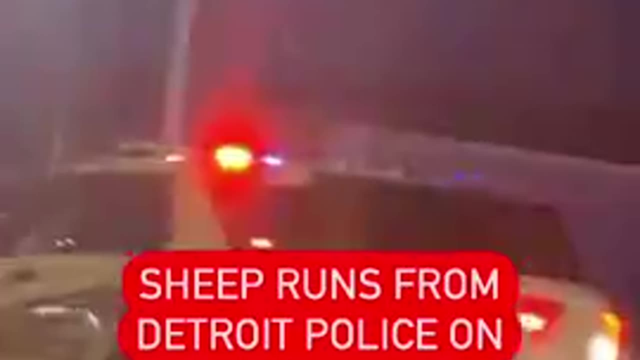 A sheep running from police in Detroit